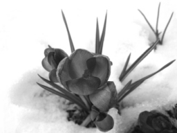 Photo d'un crocus dans la neige (Franche-Comt�)